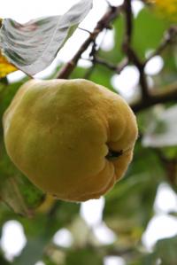 Cydonia oblonga (Kdouloň obecná)