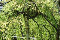 Betula pendula (Bříza bělokorá 'Youngii')