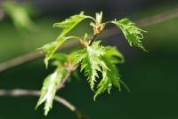 Betula pendula (Bříza bělokorá 'Dalecarlica')