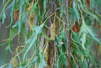 Betula pendula (Bříza bělokorá 'Dalecarlica')