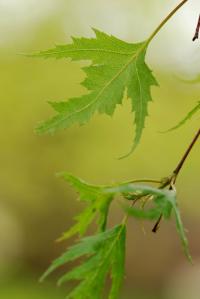 Betula pendula (Bříza bělokorá 'Dalecarlica')
