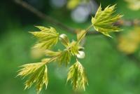 Acer platanoides (Javor mléč 'Drummondii' - jarní větévka)