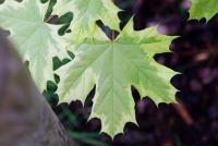 Acer platanoides (Javor mléč 'Drummondii')