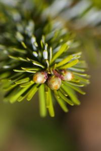 Abies veitchii (Jedle Veitchova 'Heddergott')