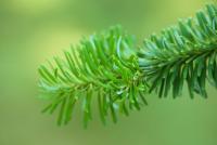 Abies veitchii (Jedle Veitchova 'Pendula')