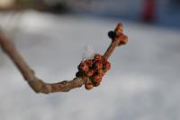 Acer saccharinum (Javor stříbrný 'Wieri')