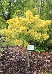 Ginkgo biloba (Jinan dvoulaločný 'Troll' - podzimní habitus)