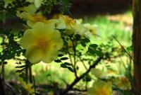 Rosa xanthina (Růže zlatožlutá 'Canary Bird')
