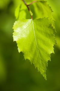 Betula pendula (Bříza bělokorá 'Golden Cloud')