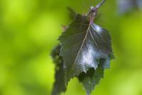 Betula pendula (Bříza bělokorá 'Purpurea')