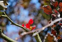 Fagus sylvatica (Buk lesní 'Atropurpurea' - jarní listy)