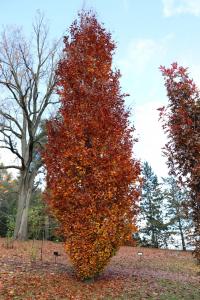 Fagus sylvatica (Buk lesní 'Dawyck Purple' - podzimní habitus)