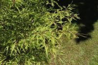 Fagus sylvatica (Buk lesní 'Mercedes')