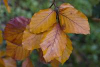 Fagus sylvatica (Buk lesní 'Purple Fountain' - podzimní listy)