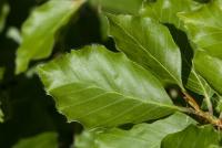 Fagus sylvatica (Buk lesní 'Tortuosa')