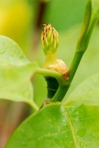 Magnolia denudata (Šácholan olysalý 'Yellow River')