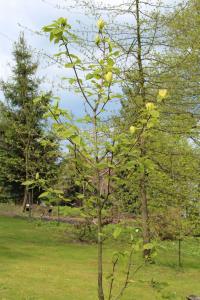 Magnolia denudata (Šácholan olysalý 'Yellow River' - jarní habitus)