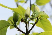 Magnolia denudata (Šácholan olysalý 'Yellow River')