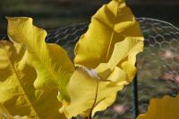 Magnolia macrophylla subsp ashei (Šácholan velkolistý)