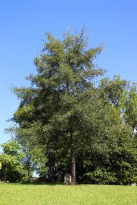 Alnus glutinosa (Olše lepkavá 'Laciniata')