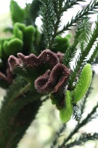 Cryptomeria japonica (Kryptomerie japonská 'Cristata')