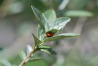 Elaeagnus angustifolia (Hlošina úzkolistá 'Caspica')