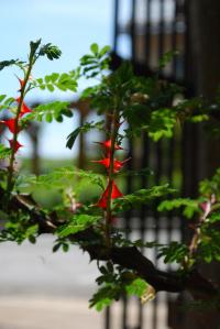 Rosa omeiensis (Růže omejská 'Pteracantha' - trny)