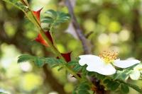 Rosa omeiensis (Růže omejská 'Pteracantha')