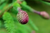 Abies alba (Jedle bělokorá 'Acrocona')