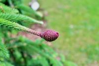 Abies alba (Jedle bělokorá 'Acrocona')