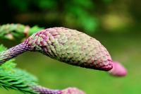 Abies alba (Jedle bělokorá 'Acrocona')