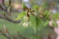 Fagus sylvatica (Buk lesní 'Asplenifolia')