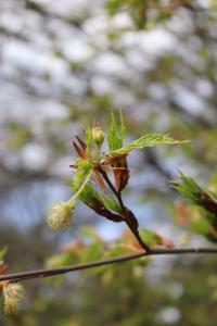 Fagus sylvatica (Buk lesní 'Asplenifolia' - květy a listy)
