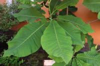 Magnolia macrophylla (Šácholan velkolistý)