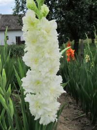 Gladiolus (Mečík 'Najáda')