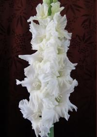 Gladiolus (Mečík 'Ivory Queen')