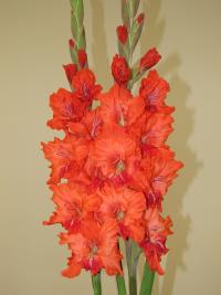 Gladiolus (Mečík 'Samba')