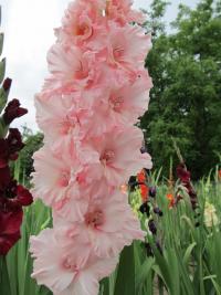 Gladiolus (Mečík 'Leader')