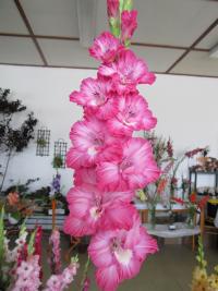 Gladiolus (Mečík 'Bellevue')
