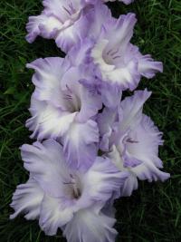 Gladiolus (Mečík 'Modrý program')
