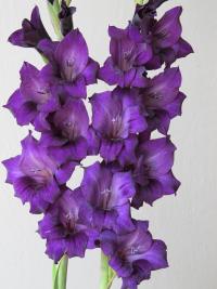 Gladiolus (Mečík 'Purple Haze')