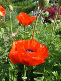 Papaver rhoeas (Mák vlčí)