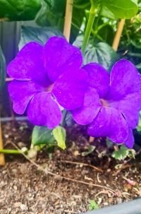 Thunbergia alata (Thunbergie křídlatá)