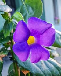 Thunbergia alata (Thunbergie křídlatá)