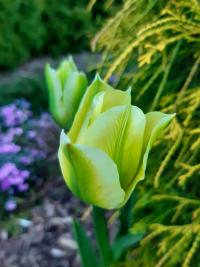 Tulipa (Tulipán - Viridiflora tulipány)