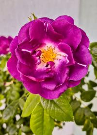 Rosa (Růže)