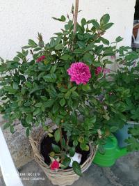 Rosa (Růže - pěstování v nádobách)