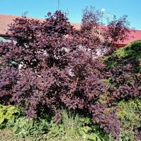 Cotinus coggygria (Ruj vlasatá)