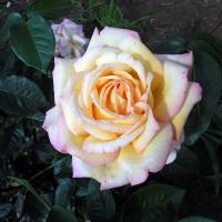 Rosa (Růže 'Gloria Dei' - Velkokvěté růže)