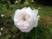 Rosa x damascena (Růže damascénská 'Madame Hardy')